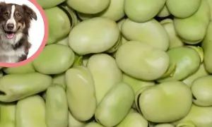 Uroczy piesek zastanawia się, czy pies może jeść bob. Dużo zielonych bobów w tle.