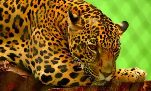Czym się żywi jaguar? Zaskakujące fakty o jego diecie i polowaniach