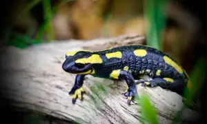 Jak salamandra czym się żywi – zaskakujące fakty o jej diecie