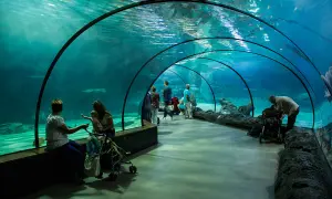 Oceanarium w Holandii: Niezapomniane atrakcje w Rotterdamie i Scheveningen