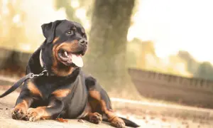 Rottweiler o łagodnym charakterze leży na ziemi, dysząc z językiem na zewnątrz.