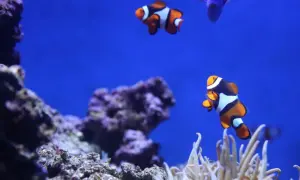 Błazenki pływające wśród koralowców w oceanarium w Świnoujściu.