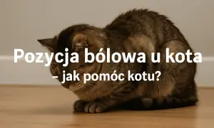 Chory kot zwinięty w kłębek, z opuszczoną głową, przyjmuje pozycję bólową. Jak pomóc kotu w cierpieniu?