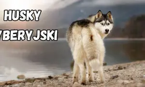 Piękny syberyjski szpic z dwukolorowymi oczami stoi na kamienistej plaży nad jeziorem.