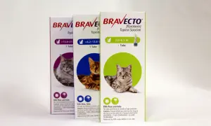 Trzy opakowania Bravecto dla kota, każde z wizerunkiem kota i informacją o ochronie przed pasożytami.