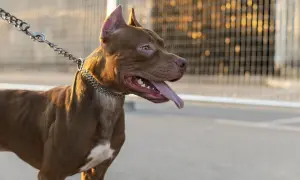 Brązowy pies rasy pitbull na smyczy, z metalowym łańcuszkiem na szyi, wygląda groźnie.