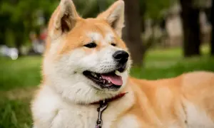 Portret psa rasy Akita Inu z otwartym pyskiem i wystawionym językiem, na tle zieleni.