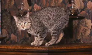 Pręgowany kot rasy pixie bob z niebieskimi oczami, w pozycji gotowej do skoku, na tle wzorzystej tapety.