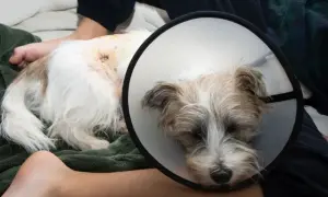 Pies w kołnierzu po lekkim ugryzieniu przez szczepionego psa. Rana na grzbiecie jest opatrzona.