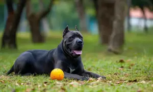 Potężny cane corso z człowiekiem odpoczywa na trawie obok pomarańczowej piłki.