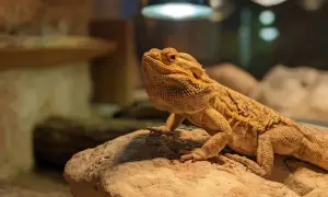 Agama brodata, ciekawy gad, żyje nawet 15 lat. Siedzi na kamieniu pod lampą.