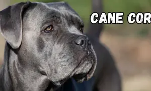 Szary pies rasy Cane Corso, znany ze swojego lojalnego charakteru, patrzy w bok.