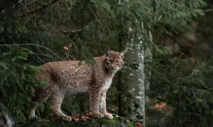 Czym się żywi ryś? Zaskakujące fakty o diecie rysia w naturze