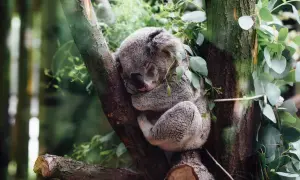 Czym się żywi koala? Odkryj tajemnice ich diety i żywienia