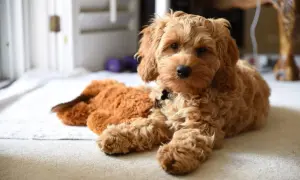 Uroczy cockapoo miniaturka leży obok pluszowego misia.