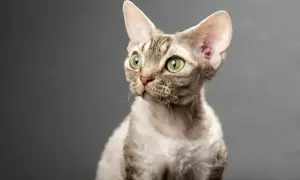Uroczy kot rasy devon rex z zielonymi oczami, ciekawy świata. Sprawdź devon rex cena!