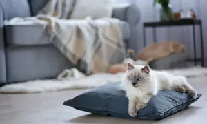 Piękny kot rasy Ragdoll z niebieskimi oczami leży na poduszce. Zastanawiasz się, ile kosztuje kot tej rasy?