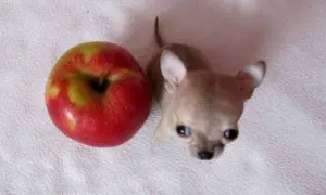 Uroczy, najmniejszy pies świata, chihuahua, obok jabłka.