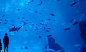 Odkryj niezwykłe atrakcje oceanarium w Gran Canarii – Poema del Mar