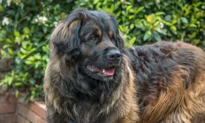 Leonberger o łagodnym usposobieniu, z puszystą sierścią, patrzy w bok na tle zieleni.