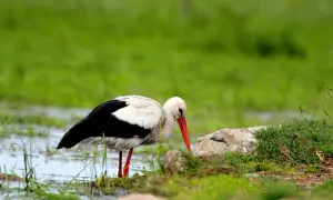 Bocian szuka pożywienia w wodzie i na trawie. Z pewnością wie, co jedzą bociany – żaby, owady, a czasem nawet małe gryzonie.
