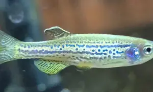 Danio pręgowane z niebieskimi plamkami, idealne do akwarium z odpowiednią temperaturą wody.