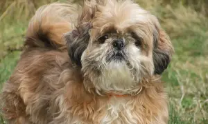 Uroczy shih tzu miniaturka z puszystą sierścią i zawiniętym ogonem pozuje na tle trawy.