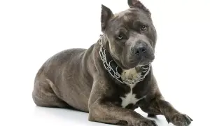 Szarobłękitny amstaff z metalowym łańcuchem na szyi leży na białym tle. Jego waga jest imponująca, świadczy o sile.