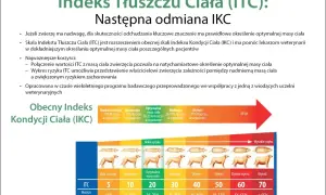 Skala ITC pomaga określić, jak odchudzić psa, pokazując zależność między masą ciała a ryzykiem chorób.