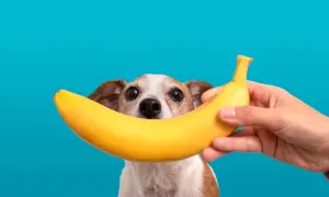 Czy pies może jeść banana? Ten piesek z zaciekawieniem patrzy na banana trzymanego przez człowieka.