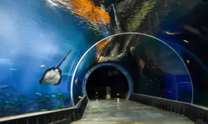 Podwodny tunel w oceanarium Wrocław. Płaszczka pływa obok, a nad głową widać odbicia. Idealne miejsce na zakup biletów.