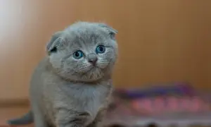 Uroczy, szary kotek rasy Scottish Fold z niebieskimi oczami. Zastanawiasz się, ile żyją koty brytyjskie? Ten maluch ma przed sobą długie, szczęśliwe życie.