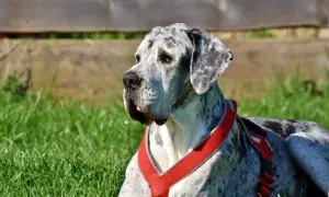 Piękny dog niemiecki w czerwonej uprzęży leży na trawie. Zastanawiasz się, ile kosztuje uśpienie psa?