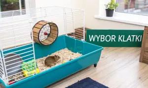 Mały chomik w swojej klatce, z kołowrotkiem i zabawkami, czeka na najlepszy wybór klatki.
