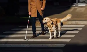 Pies przewodnik i niewidomy mężczyzna z białą laską przechodzą przez pasy.