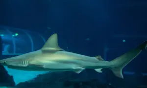 Rekin pływa w oceanarium, które jest częścią większego kompleksu, jak np. Afrykarium. Czy to to samo? Nie, to różne atrakcje.