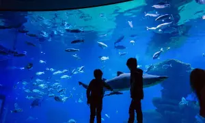 Oceanarium Majorka - fascynujące atrakcje i praktyczne informacje