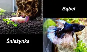 Jak się rozmnażają bojowniki – kluczowe warunki i proces tarła