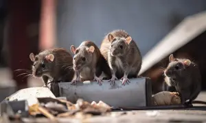 Cztery szczury siedzą na rurze. Zastanawiasz się, ile szczurów z jednej pary w roku może się rozmnożyć? To przerażające!