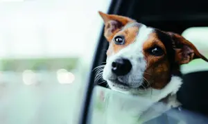 Pies z chorobą lokomocyjną wystawia głowę przez okno samochodu, patrząc z niepokojem na mijany krajobraz.