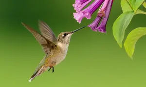 Czym żywią się kolibry? Zaskakujące fakty o ich diecie