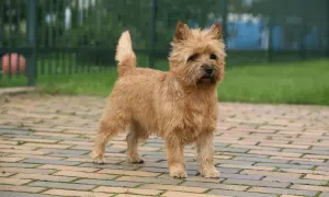 Cairn terrier, jeden z wielu rodzajów terierów, stoi na chodniku z cegły.