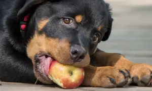 Szczeniak rottweilera gryzie jabłko, zastanawiając się, czy pies może jeść jabłko.