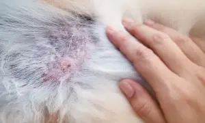 Skóra psa z zaczerwienieniem i strupkami, objawy alergii u psa. Dłoń dotyka podrażnionego miejsca.
