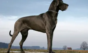 Majestatyczny dog niemiecki największy, dumny pies o szarej sierści, stoi na tle nieba i pól.