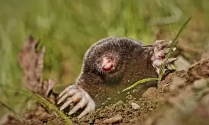 Czym się żywi kret i jak jego dieta wpływa na ogród?