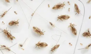 Wiele wszy i gnid na białym tle. Obraz pokazuje, jak szybko rozmnażają się wszy, co może być przerażające.