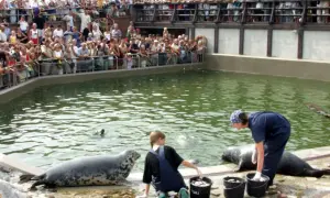 Oceanarium Hel - Fascynujące atrakcje i godziny otwarcia fokarium