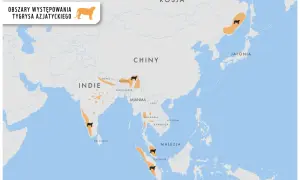 Mapa pokazuje, gdzie żyją tygrysy azjatyckie: Indie, Nepal, Bhutan, Rosja, Chiny, Tajlandia, Malezja i Indonezja.