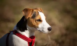 Jack Russell Terrier o żywym usposobieniu, z uwagą obserwuje otoczenie.